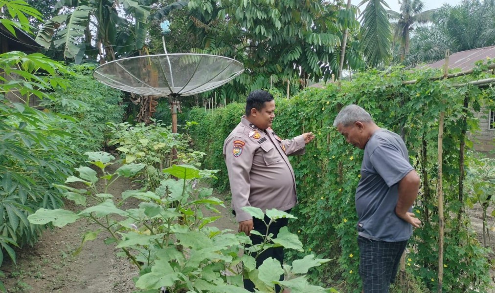Dari Terong hingga Ubi, Bhabinkamtibmas Seberida Panen Inspirasi Ketahanan Pangan di RT 007 Desa Kelesa