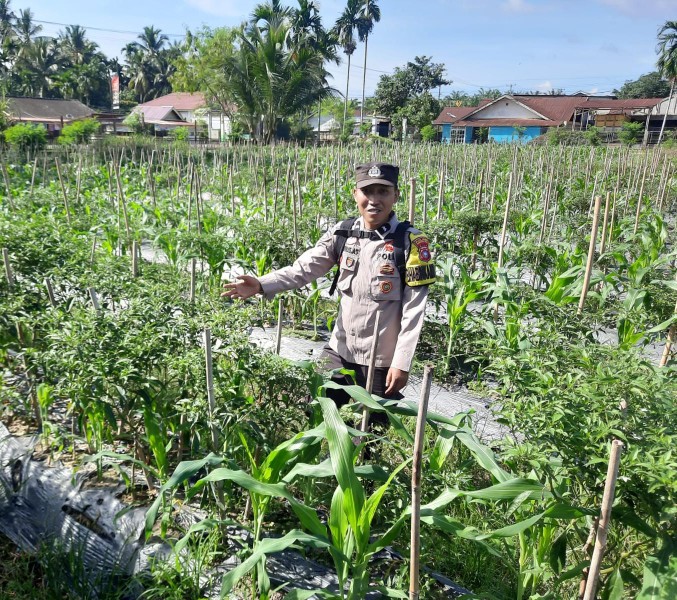 Cabai Penyelamat Dapur, Aipda Ardius Tanamkan Semangat Mandiri Pangan di Seresam