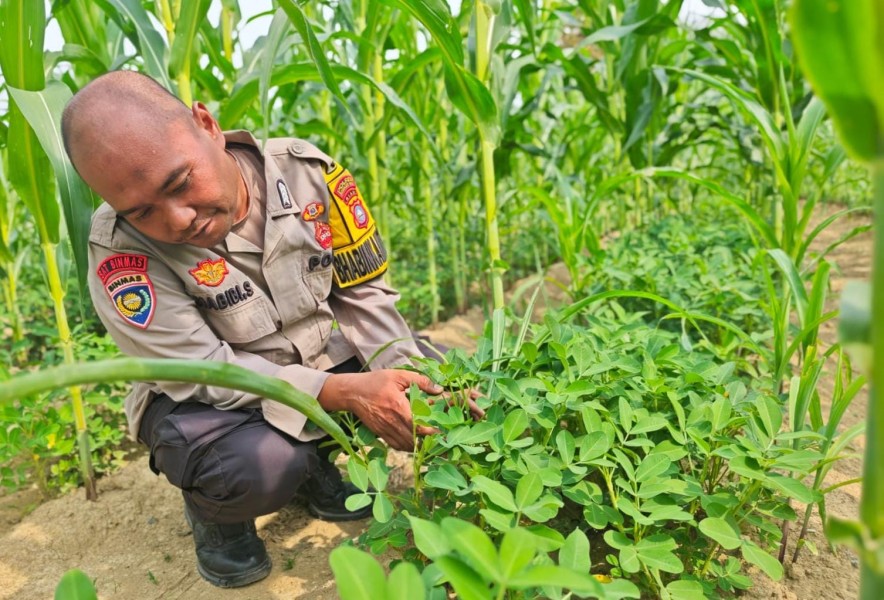 Polisi Sambangi Kebun Kacang Tanah di Seberida, Ada Misi Ketahanan Pangan