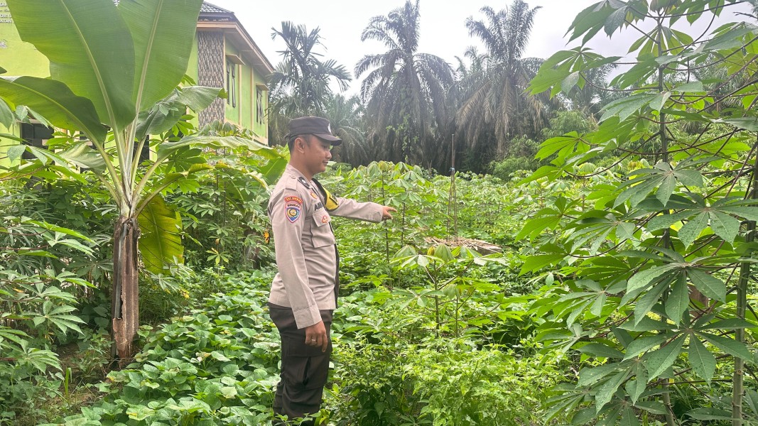 Cabai Seberida Berbuah Harapan: Polsek Batang Gansal Cek Langsung Ketahanan Pangan di Pekarangan Warga