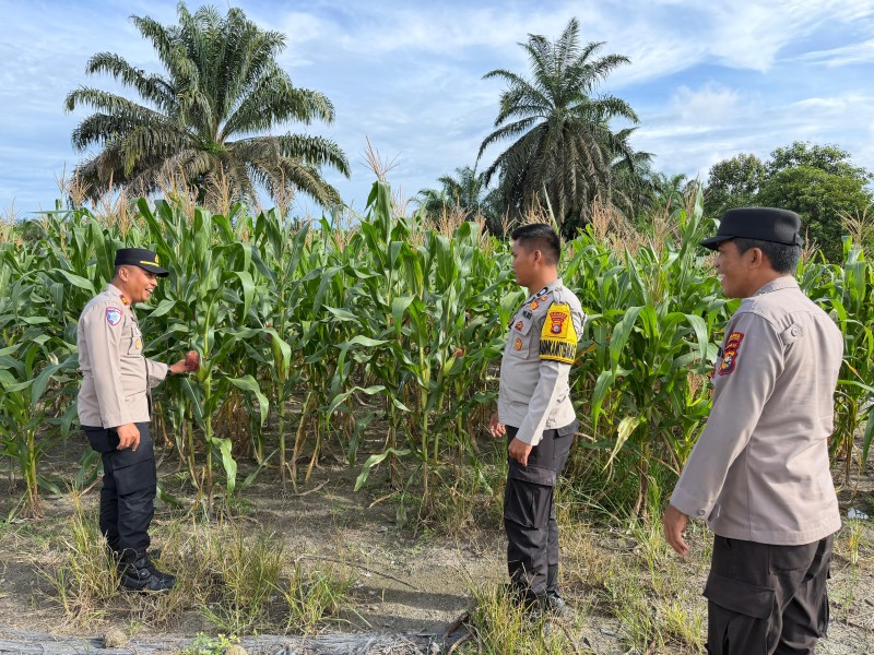 Kapolsek Batang Gansal Cek Pertumbuhan Jagung Pipil untuk Dukung Swasembada Pangan 2026