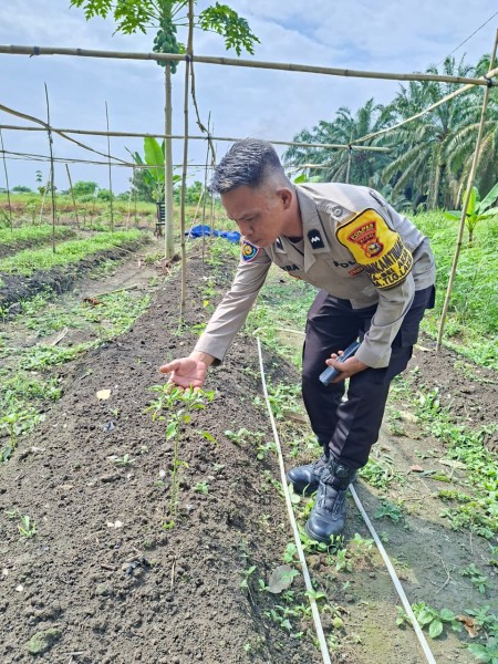 Pekarangan Bergizi di Desa Seberida Terus Berkembang, Polsek Batang Gansal Lakukan Peninjauan