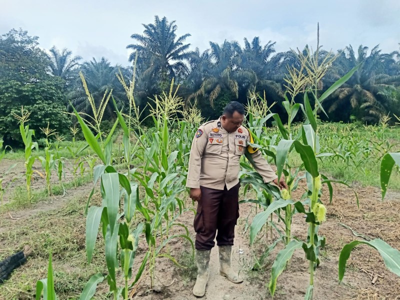 Dari Pekarangan Jadi Harapan! Polisi dan Warga Pangkalan Kasai Bersatu Wujudkan Swasembada Pangan dari Tanaman Jagung