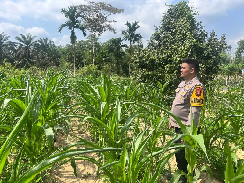 Bhabinkamtibmas Cek Pertumbuhan Jagung Pipil di Batang Gansal, Dukung Program Swasembada Pangan Nasional