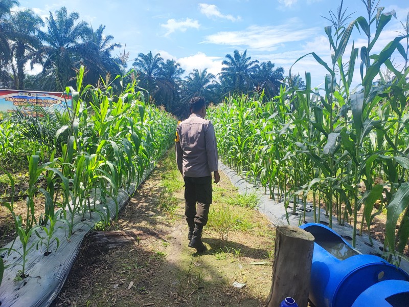 Polsek Seberida Cek Pertumbuhan Jagung Pipil 3 Hektar di Desa Buluh Rampai, Tumbuh Optimal
