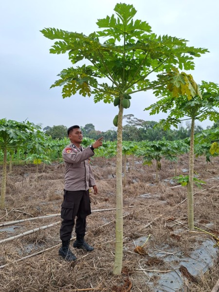 Pekarangan Produktif, Ketahanan Pangan Menguat! Polsek Batang Gansal Dorong Warga Tanam Pangan