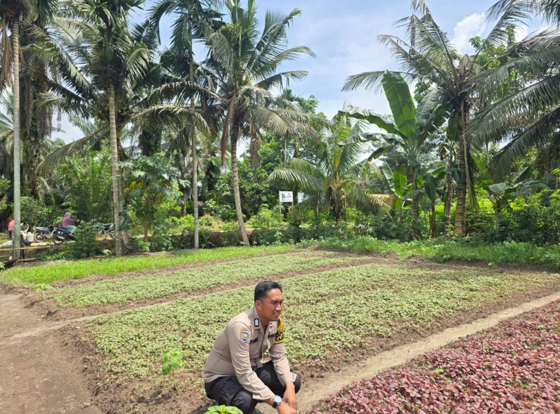 Tanam Bayam Merah, Bhabinkamtibmas Polsek Seberida Ajak Warga Wujudkan Kemandirian Pangan