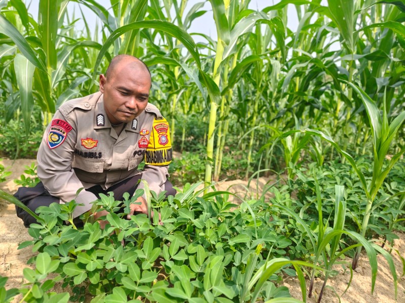 Tanam Kacang Tanah di Pekarangan, Warga Seberida Dukung Program Ketahanan Pangan