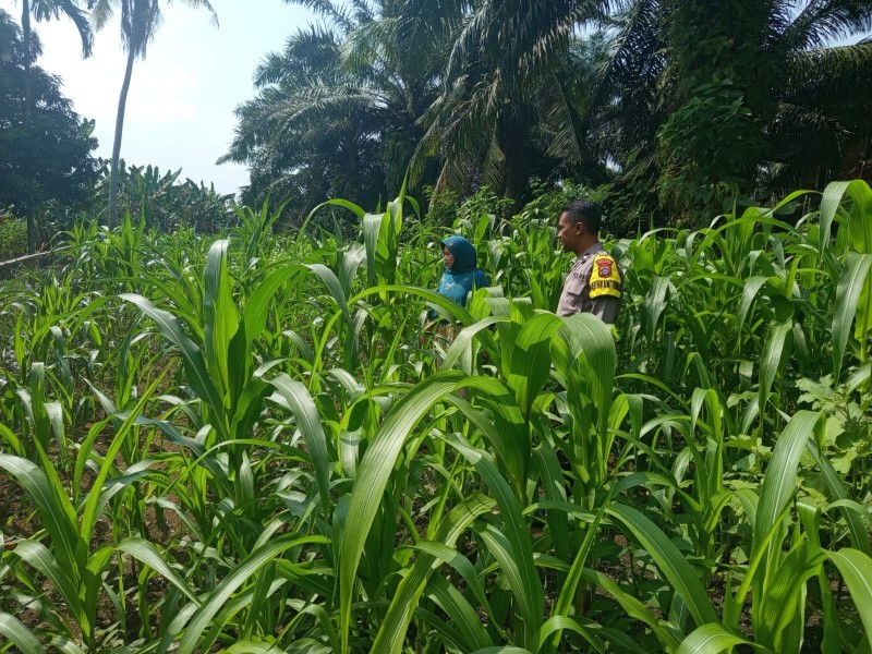 Polisi Ikut Siram Jagung, Swasembada Pangan Didorong dari Lahan Warga