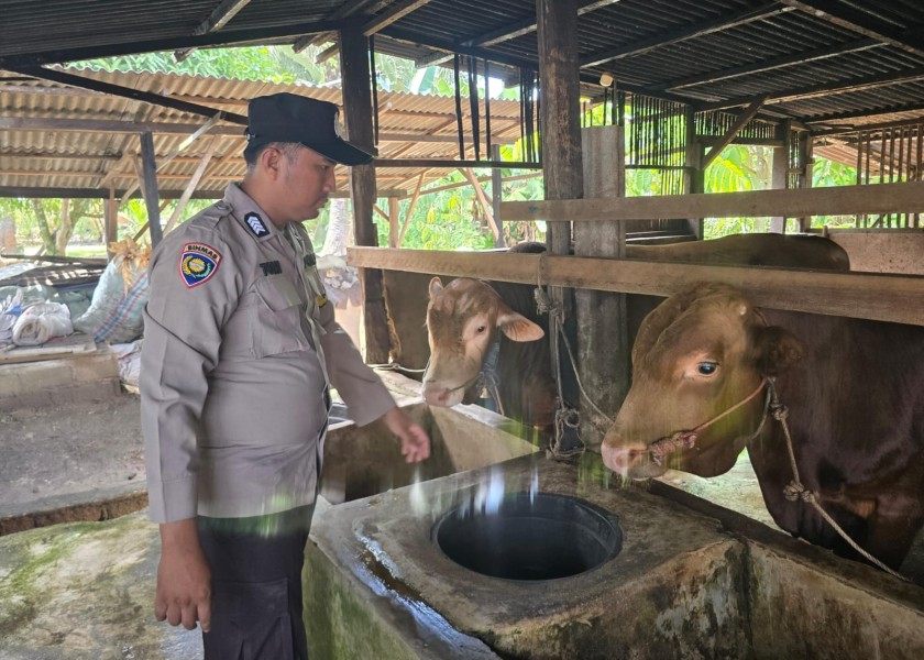 Polisi Masuk Kandang Sapi, Bhabinkamtibmas Seberida Perkuat Ketahanan Pangan dari Desa