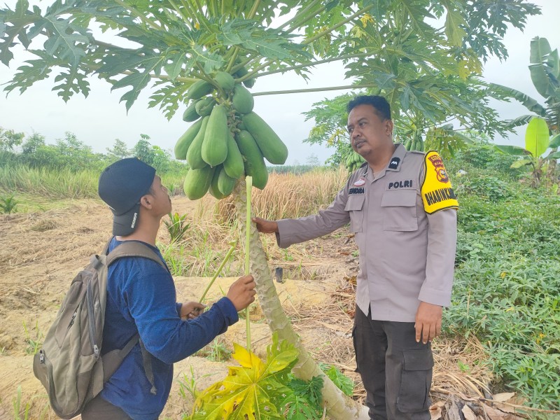 Melalui Budidaya Pepaya, Warga Bukit Meranti Diajak Wujudkan Kemandirian Pangan