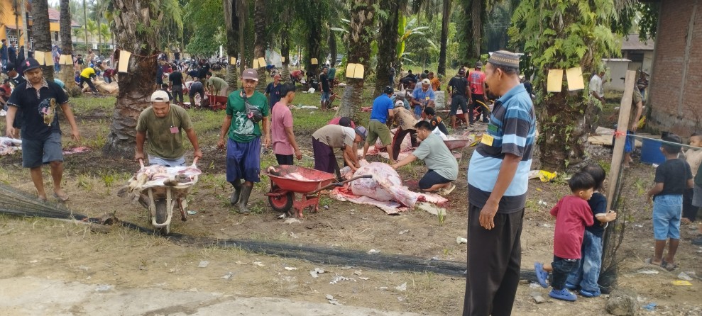 21 Ekor Sapi dan 15 Ekor Kambing Dikurbankan di Masjid Jami’ Nur Hidayah Petalabumi