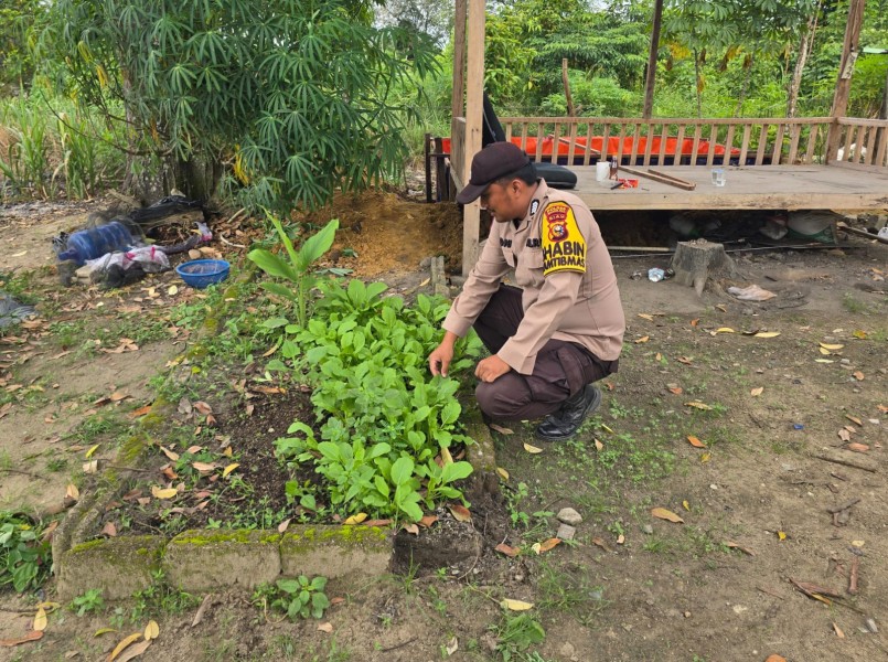 Budidaya Sawi di Pekarangan Jadi Langkah Nyata Warga Dukung Ketahanan Pangan