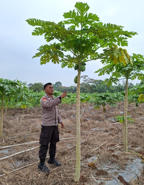 Tanam Pepaya di Pekarangan, Warga Rantau Langsat Dukung Ketahanan Pangan