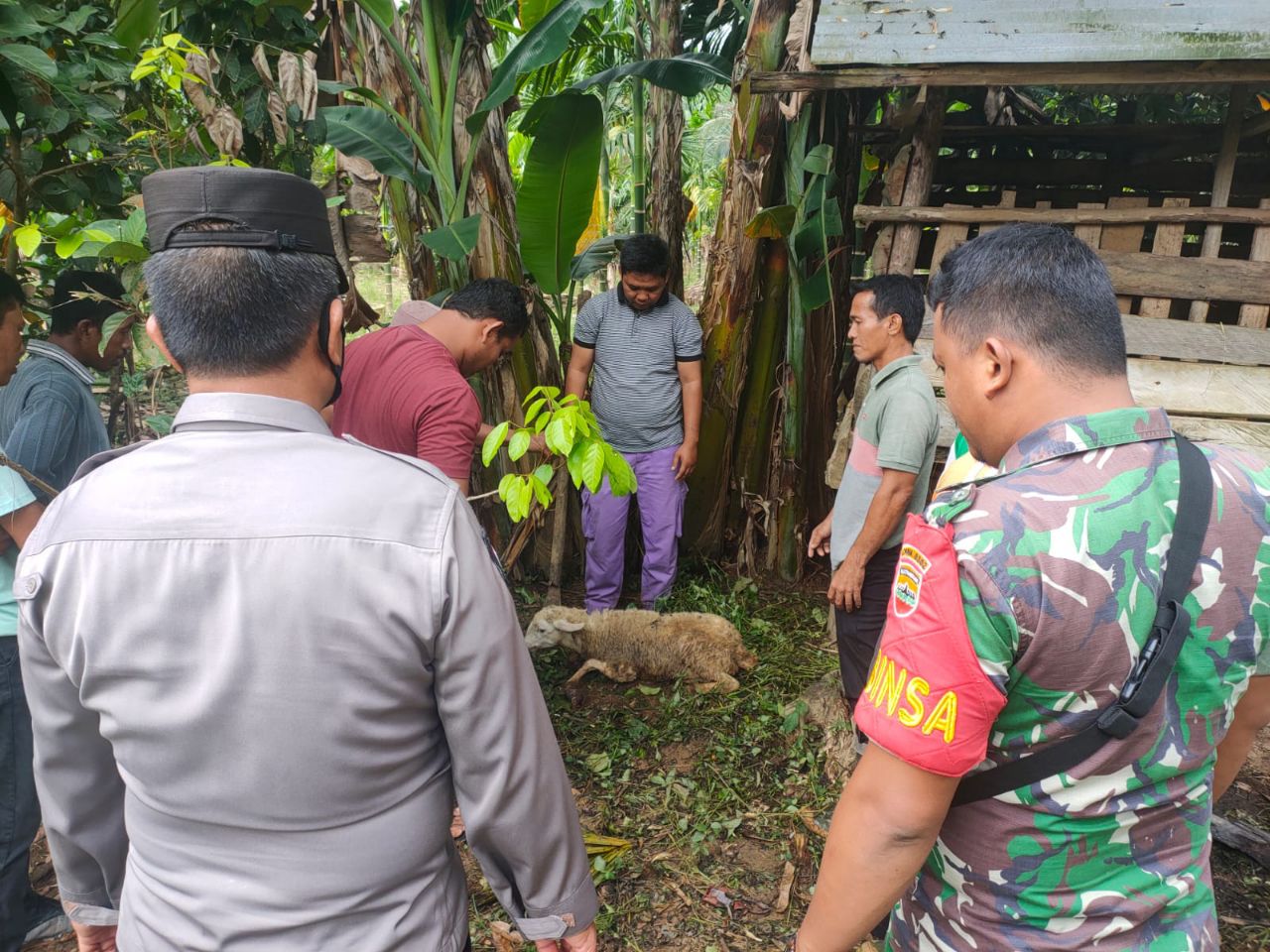 Koramil 03/Seberida Cek Hewan yang Terindikasi PMK