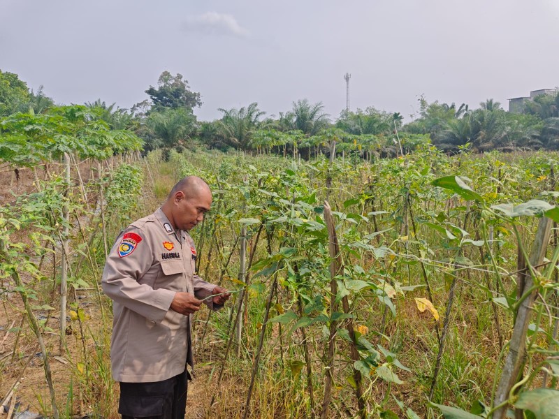 Tanam Kacang Panjang, Warga Seberida Dukung Program Ketahanan Pangan