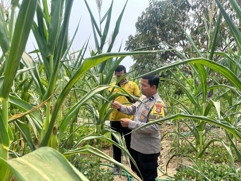 Tahan Terik Kemarau, Jagung Usia 60 Hari di Seberida Jadi Bukti Asta Cita Tetap Hijau