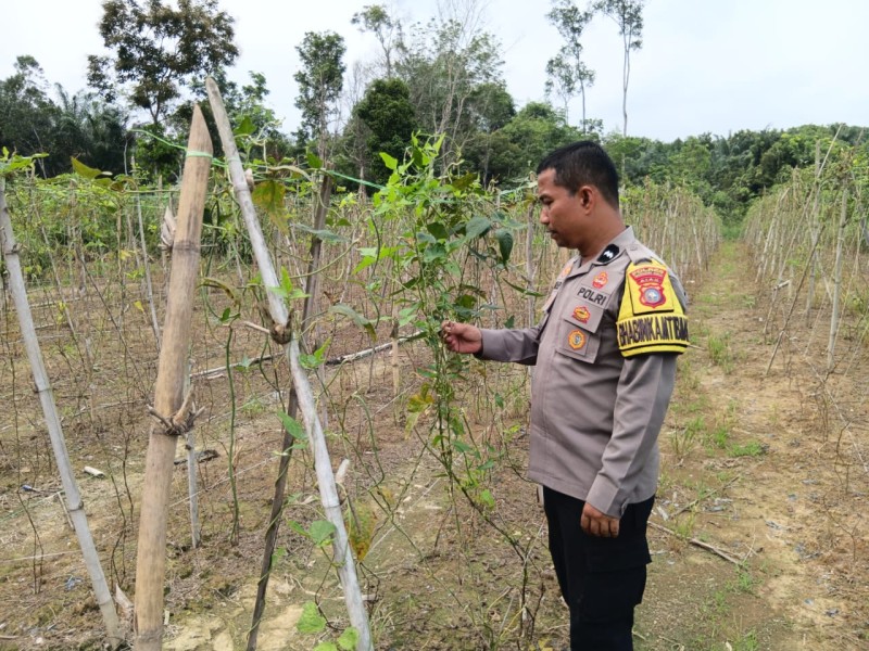 Wujudkan Ketahanan Pangan dari Pekarangan, Polsek Batang Gansal Tinjau Tanaman Warga