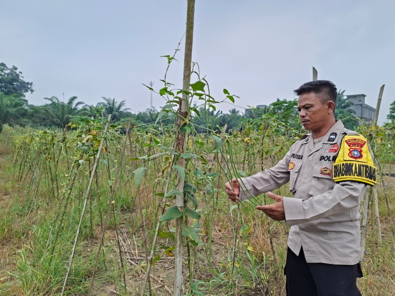 Tanam Kacang Panjang, Warga Seberida Didorong Mandiri Pangan dari Pekarangan