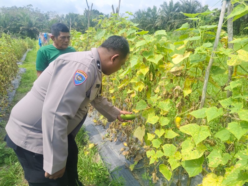 Pekarangan Produktif, Langkah Nyata Warga Pangkalan Kasai Menjaga Ketahanan Pangan