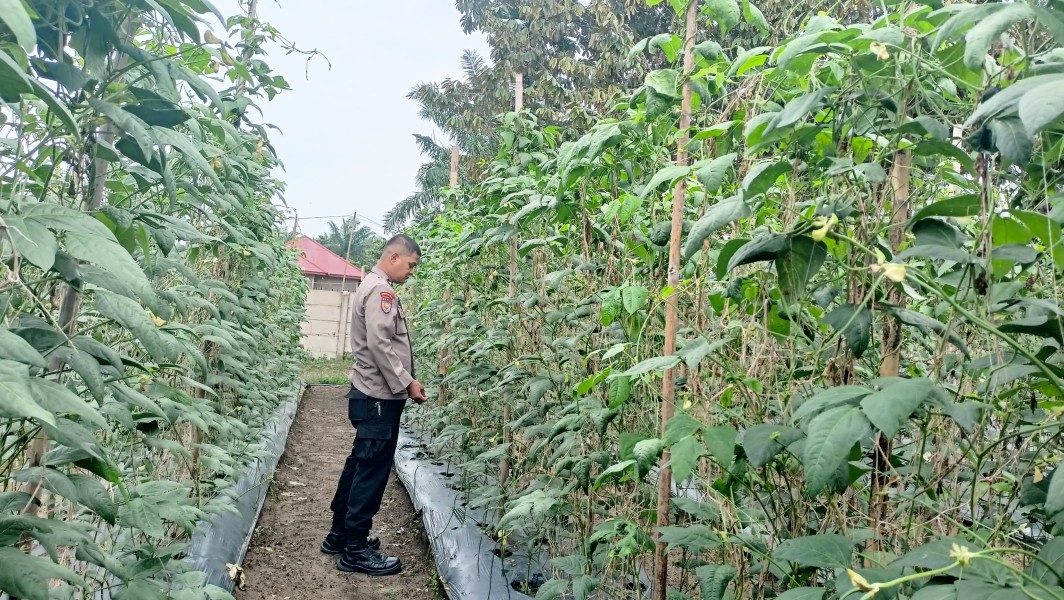 Bhabinkamtibmas Seberida Dorong Warga Bandar Padang Kembangkan Tanaman Kacang Panjang