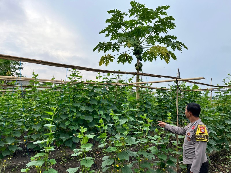 Kapolsek Batang Gansal Tinjau Pekarangan Bergizi Warga Desa Seberida, Dukung Program Ketahanan Pangan Nasional