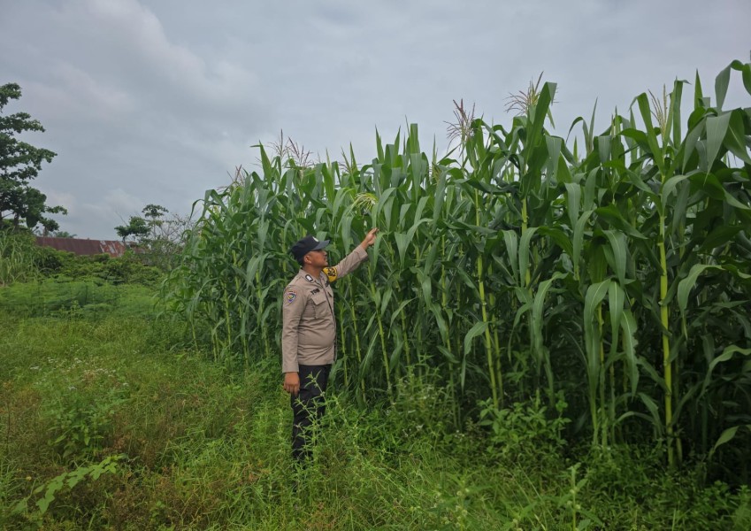 Bhabinkamtibmas Desa Petala Bumi Tinjau Budidaya Jagung Milik Warga