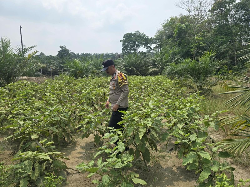 Pekarangan Disulap Jadi Lumbung Pangan, Bhabinkamtibmas Seberida Dorong Warga Tanam Terong