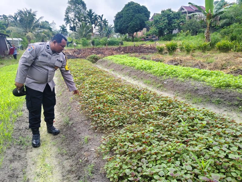 Lewat Sambang Warga, Bhabinkamtibmas Pangkalan Kasai Galakkan Pertanian Rumah Tangga
