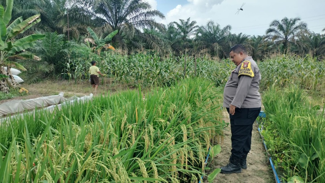 Bhabinkamtibmas Desa Kelesa Aktif Dorong Ketahanan Pangan Nasional Lewat Pertanian Mandiri Warga