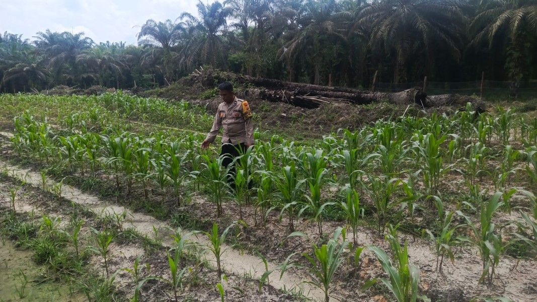 Polsek Batang Gansal Cek Perkembangan Jagung Pipil 1 Hektare di Sungai Akar