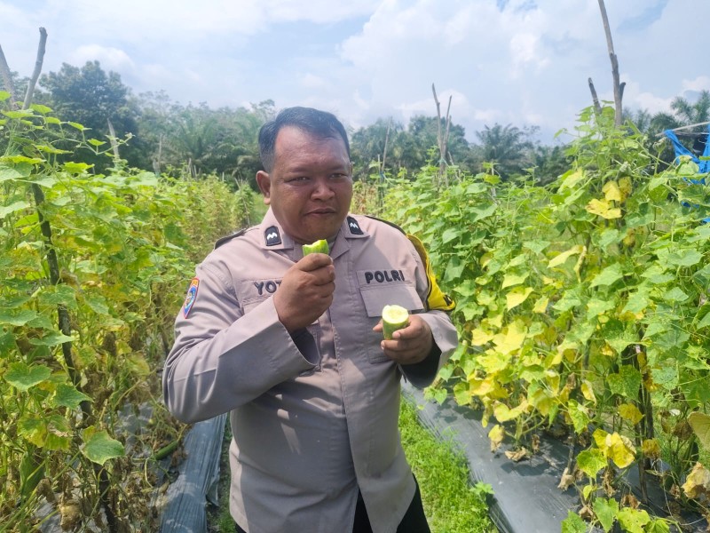 Timun di Pekarangan, Harapan di Masa Depan: Cara Sederhana Warga Pangkalan Kasai Menjaga Ketahanan Pangan