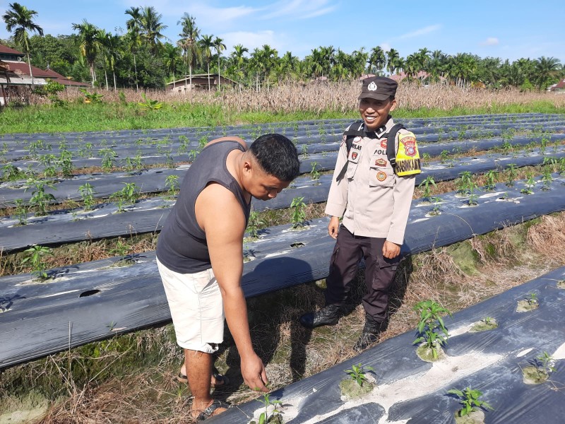 Budidaya Cabai Jadi Fokus Ketahanan Pangan di Desa Seresam