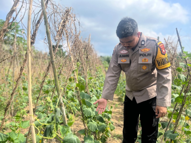 Briptu Jeji Tarigan Tinjau Pekarangan Bergizi di Desa Seberida, Dukung Program Asta Cita Presiden