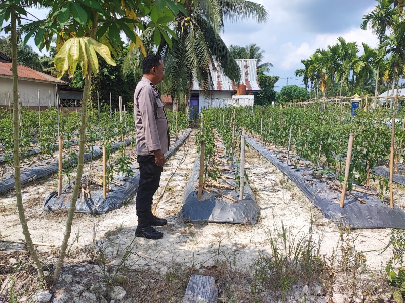 Bhabinkamtibmas Seberida Dorong Warga Kembangkan Budidaya Cabai untuk Ketahanan Pangan