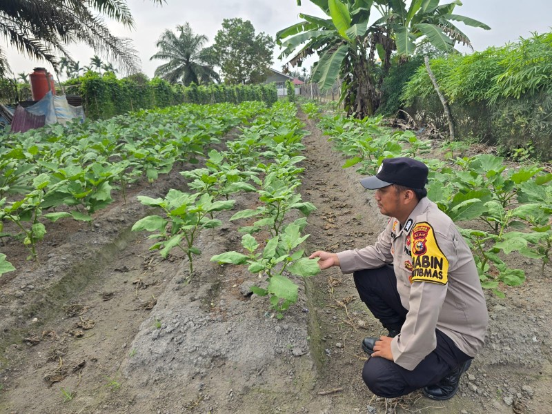 Bhabinkamtibmas Seberida Dorong Pemanfaatan Pekarangan Warga, Dukung Ketahanan Pangan Nasional