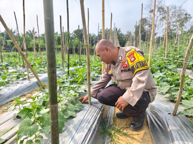 Polsek Batang Gansal Tinjau Pekarangan Bergizi untuk Perkuat Ketahanan Pangan