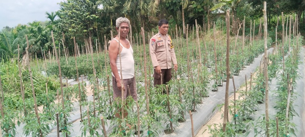Bhabinkamtibmas Desa Ringin Tinjau Pekarangan Pangan Bergizi, Dukung Ketahanan Pangan Masyarakat