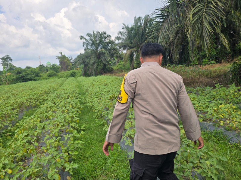 Terong di Halaman Belakang, Langkah Kecil Warga Petala Bumi Dukung Ketahanan Pangan
