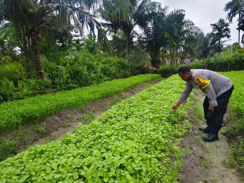 AIPDA Suyoto Motivasi Warga Tanam Bayam dan Kangkung di Pekarangan Rumah