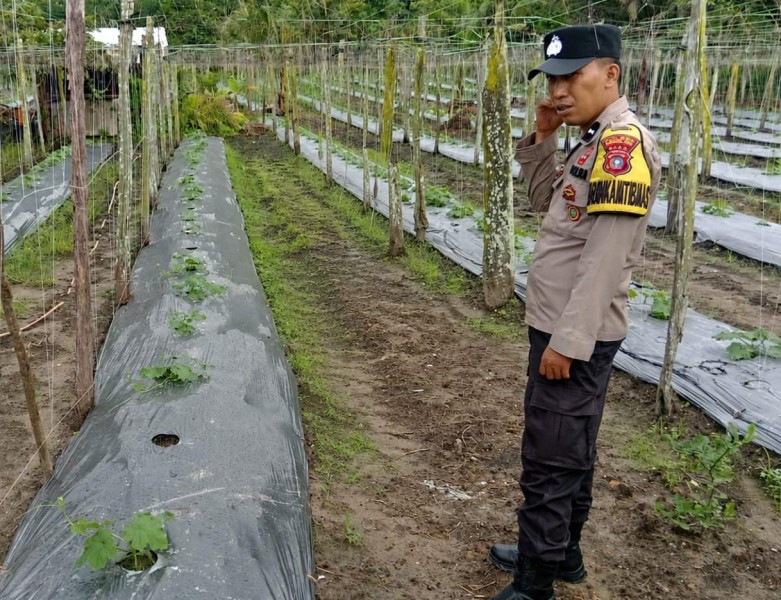 Manfaatkan Pekarangan, Bhabinkamtibmas Seberida Dorong Warga Budidayakan Gambas