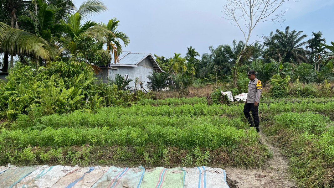 Pekarangan Sayur Warga Bukit Meranti Jadi Solusi Atasi Mahalnya Harga Pangan