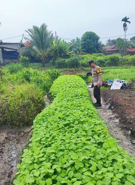 Bhabinkamtibmas Desa Payarumbai Aktif Dukung Ketahanan Pangan Nasional Melalui Pemanfaatan Lahan Pekarangan