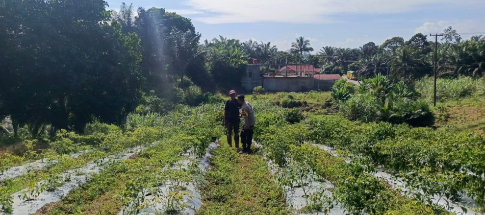 Dukung Asta Cita Presiden, Polisi Sambangi Pekarangan Cabai Warga di Sungai Akar untuk Perkuat Ketahanan Pangan
