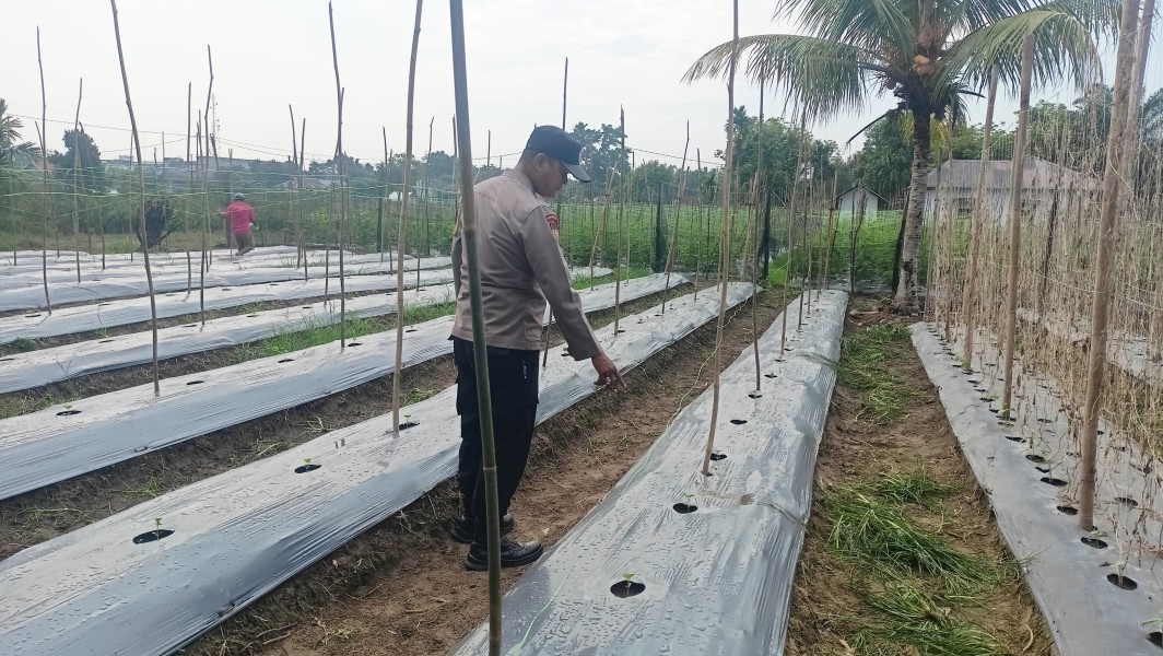 Dukung Ketahanan Pangan Nasional, Bhabinkamtibmas Polsek Seberida Ajak Warga Manfaatkan Pekarangan Tanam Pare