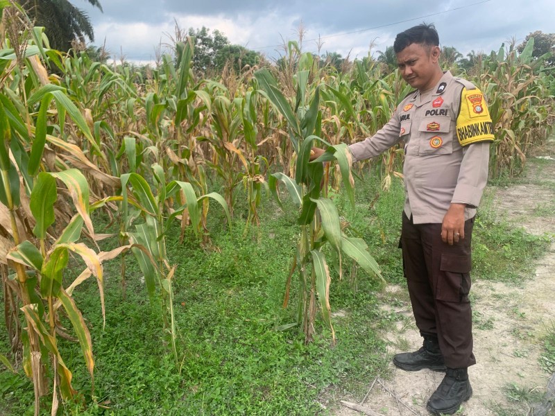 Kelompok Tani Subur Tani Terus Kembangkan Jagung Pipil, Polisi Beri Pendampingan