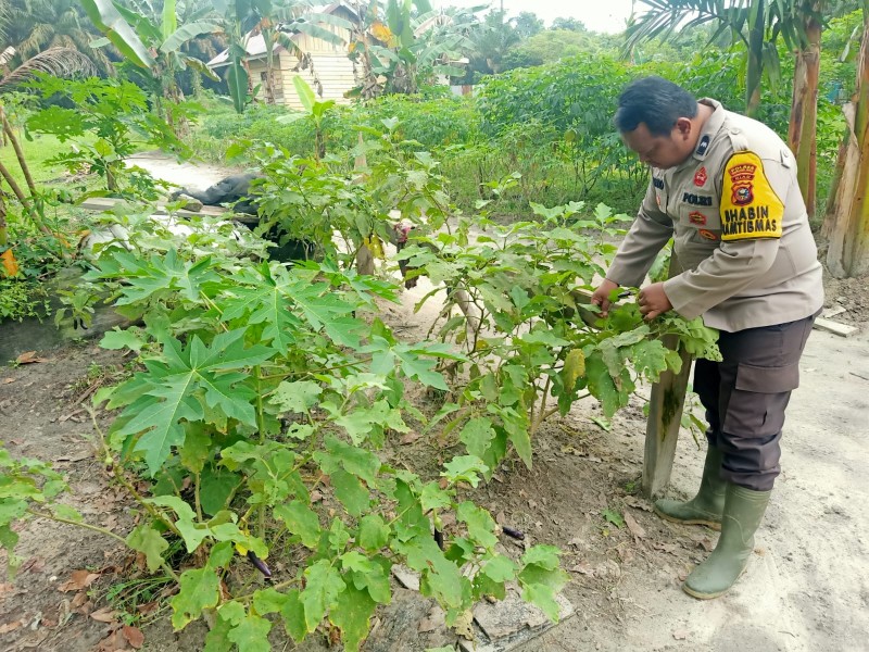 Polsek Seberida Dukung Ketahanan Pangan Nasional Lewat Sambang Petani Terong di Pangkalan Kasai