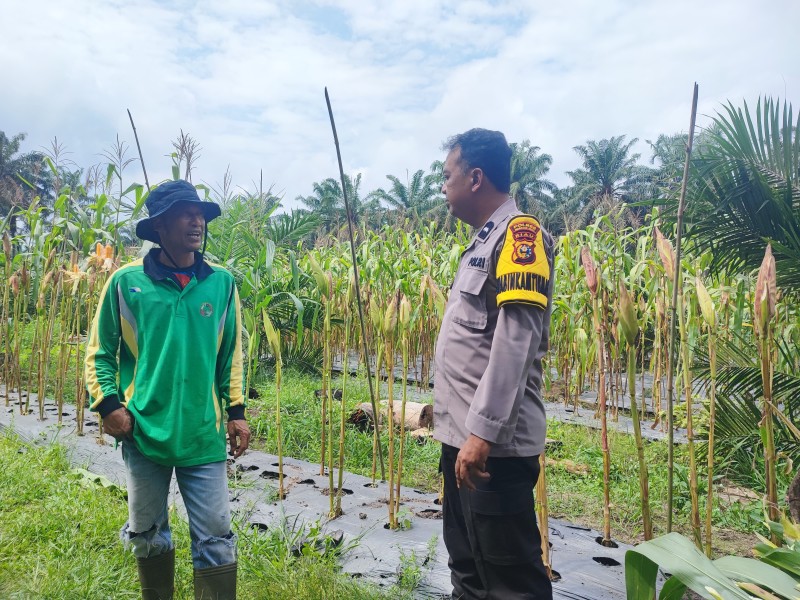 Polsek Seberida Cek Pertumbuhan Jagung Pipil Tumpang Sari di Lahan Binaan Seluas 3 Hektare