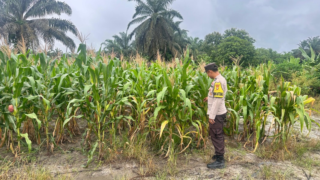 Polsek Batang Gansal Lakukan Pengecekan Pertumbuhan Jagung Pipil di Desa Ringin