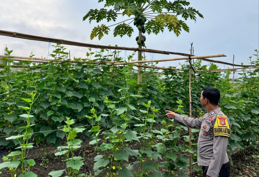 Timun dari Pekarangan, Langkah Nyata Dukung Asta Cita Presiden